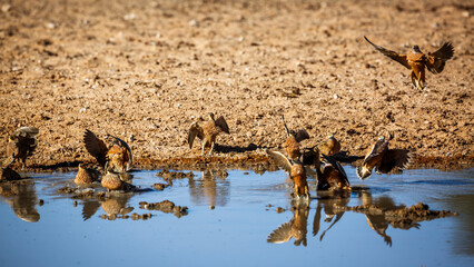 Burchell's Sandgrouse flock landing at waterhole in Kgalagadi transfrontier park, South Africa; specie Pterocles burchelli family of Pteroclidae