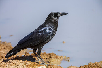Cape Crow on waterhole side in Kgalagadi transfrontier park, South Africa; specie Corvus capensis family of Corvidae