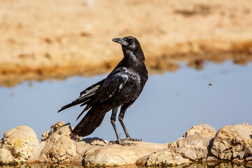 Fototapeta premium Cape Crow at waterhole in Kgalagadi transfrontier park, South Africa; specie Corvus capensis family of Corvidae