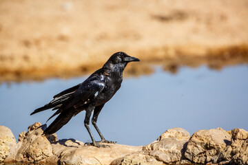 Cape Crow at waterhole in Kgalagadi transfrontier park, South Africa; specie Corvus capensis family of Corvidae