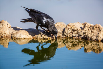 Cape Crow drinking at waterhole in Kgalagadi transfrontier park, South Africa; specie Corvus capensis family of Corvidae
