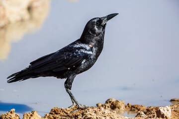 Cape Crow at waterhole isolated in blue background in Kgalagadi transfrontier park, South Africa; specie Corvus capensis family of Corvidae