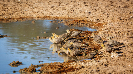 Namaqua sandgrouse drinking in waterhole in Kgalagadi transfrontier park, South Africa; specie Pterocles namaqua family of Pteroclidae