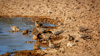 Namaqua sandgrouse drinking in waterhole in Kgalagadi transfrontier park, South Africa; specie Pterocles namaqua family of Pteroclidae