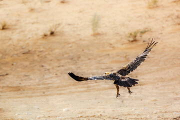 Tawny Eagle in flight spread wings in Kruger National park, South Africa ; Specie Aquila rapax family of Accipitridae