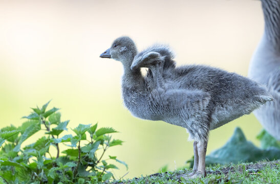 A gosling trying to fly for the first time.