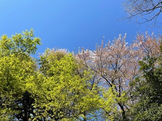 空　自然　木