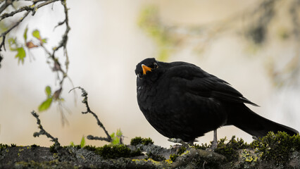 Amsel (Turdus merula) auf einem Ast