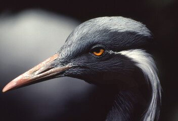 Demoiselle crane portrait (Grus virgo) closeup film capture