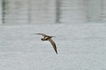 whimbrel in a seashore