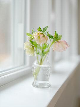 Hellebores flowers in an etched glass vase