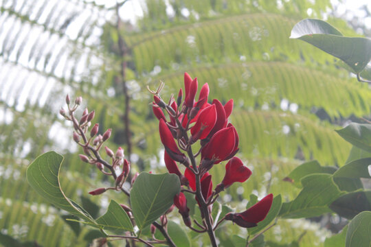 Close up of a tree with red flowers - erythrina crista-galli also known as a coral tree and a flame tree