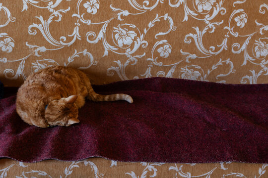Cat siting on couch.