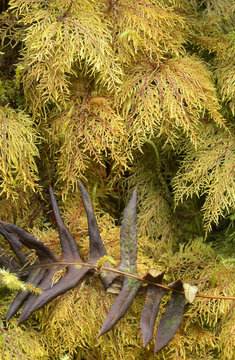 fern leaves on forest floor Crater Lake Oregon in autumn film capture