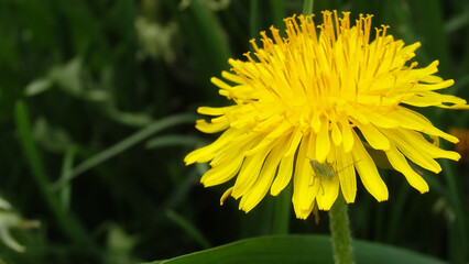 Grasshopper baby. Young grasshopper on a flowering dandelion. dandelion field of medicinal,yellow on which sits a small cricket.