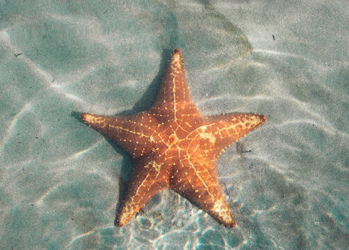 Starfish underwater