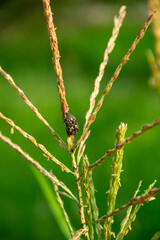 The curculionoidea beetle at the end of the weeds