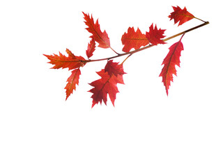 Branch with red autumn leaves isolated on a white background. Northern Red Oak - 504550727