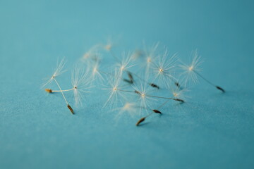 Heap of fluffy dandelion flower seeds on blue tabble