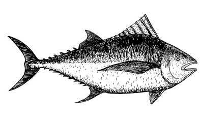 Tuna sketch. Hand drawn vector illustration of a fish isolated on a white background. Retro style.