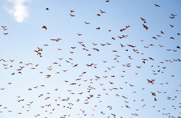 Giant fruit bats in flight at sunset - Subic Bay, Luzon, Philippines