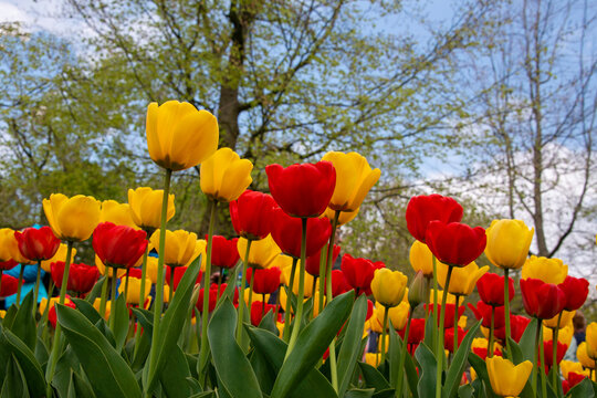 Red and yellow Tulips, ants eye view in a garden. 