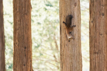 squirrel on tree trunk