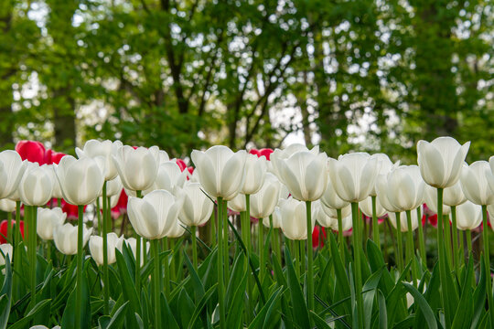 White colour Tulips in a garden. Eye level view. Pim Fortuyn  Triumph. 