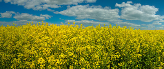 Summer landscape, a field with blooming rapeseed and a blue sky with clouds, bright yellow flowers. © Tatiana