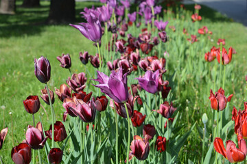Unusual and specific large purple, red-black, pink tulips growing on a green lawn along the avenue. Bright colorful spring background of blooming flowers.