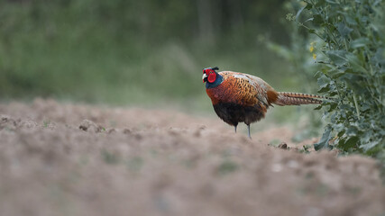 Fasan (Phasianus) auf einem Feld