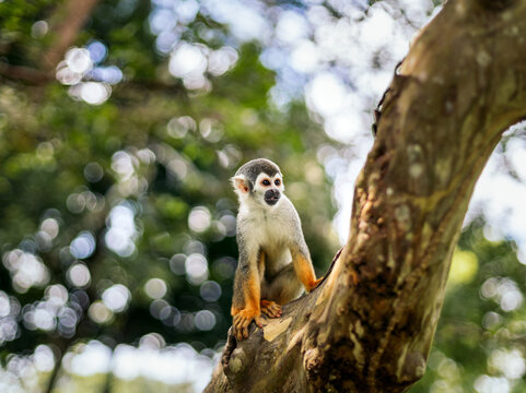 Spider monkey in a tree