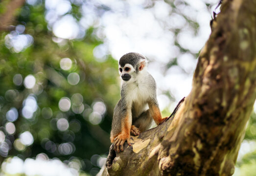 Spider monkey in a tree