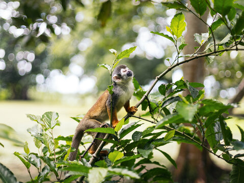 Squirrel monkey in a tree