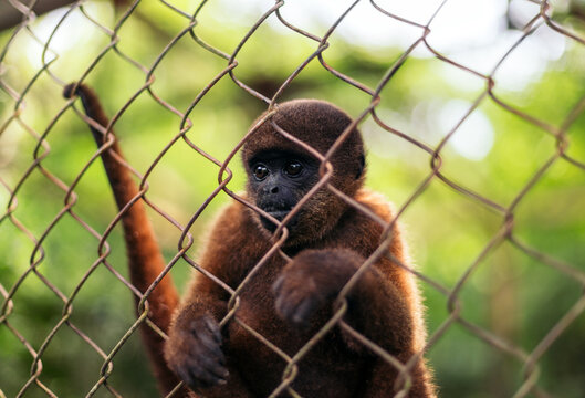Monkey behind a fence