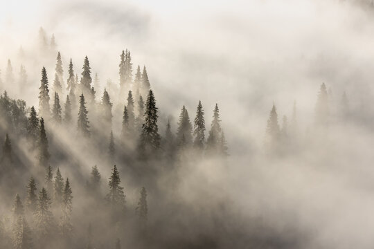 Fototapeta Through the fog