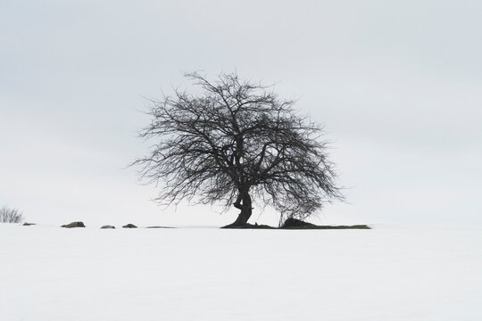 black tree in the snow and foggy sky