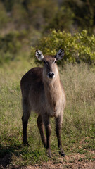 Waterbuck ewe on high alert