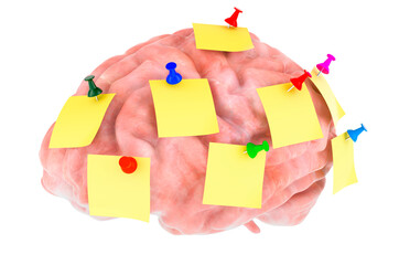 Human Brain with sticky notes, 3D rendering