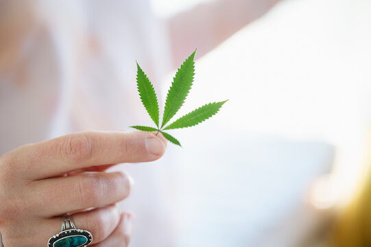Holding a Cannabis Leaf
