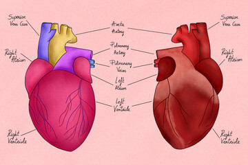 Human heart illustration