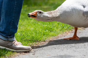Gans kämpft gegen Mensch