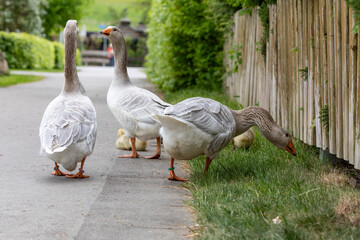 Gänsefamilie erkundet die Gegend