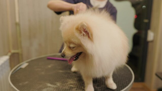 Close up of groomer thinning bushy dog fur with scissors in the grooming salon