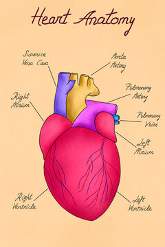 Heart anatomy illustration