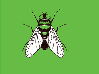 Flies icon set. Fly insect flying on a dotted route. Vector illustration