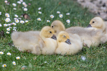Gänseküken ruhen sich auf Wiese aus