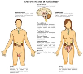 Endocrine glands system of human body infographic diagram hormones pituitary pineal thyroid parathyroid thymus adrenal pancreas testis ovary vector drawing for biology endocrinology science education