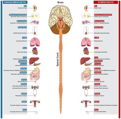 Autonomic nervous system of human infographic diagram sympathetic parasympathetic brain spinal cord nerves function on body organs parts structure vector drawing biology science education - obrazy, fototapety, plakaty