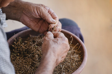 Hands of an old man picking seeds